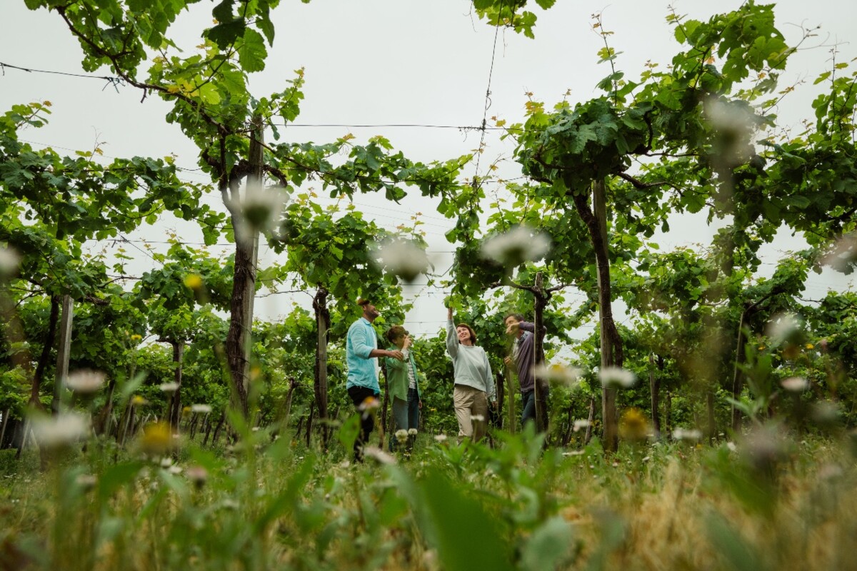 Txakoli Vineyards walk, Zumaia and Getaria.: 2015-06-01