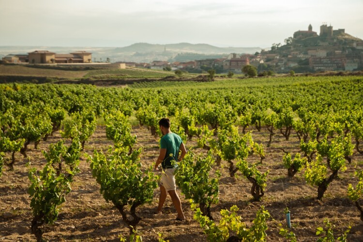 Un día en Rioja