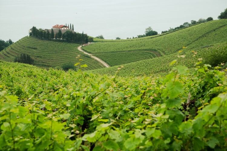 Queso vasco y txakoli